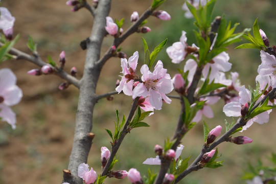 桃花枝