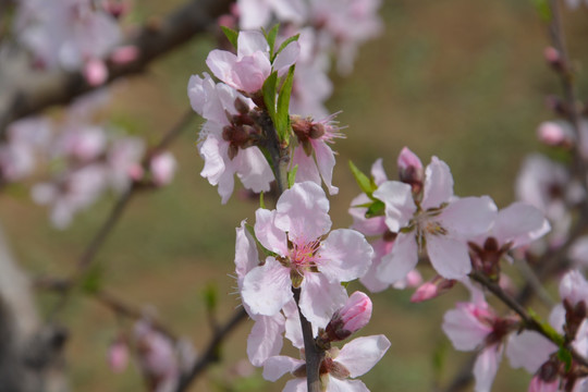 桃花枝