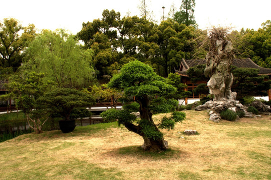 松树