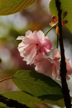 樱花