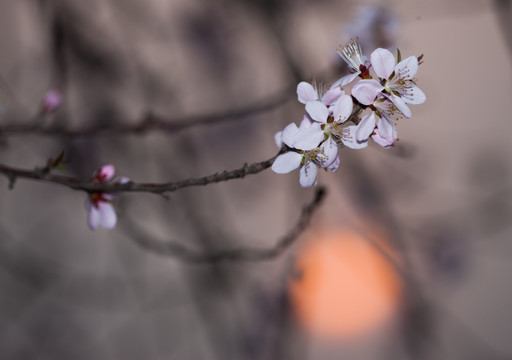 一枝红杏出墙来 朝阳 太阳