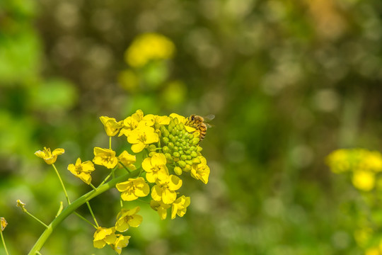 蜜蜂与盛开的油菜花