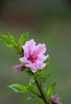 带叶子的桃花特写