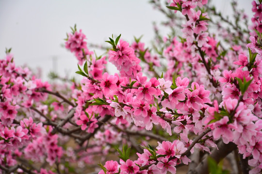 桃花林