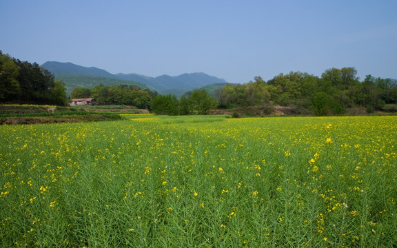 田园风光 （高清）