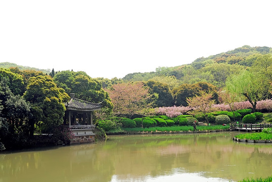 太湖鼋头渚樱花和水阁