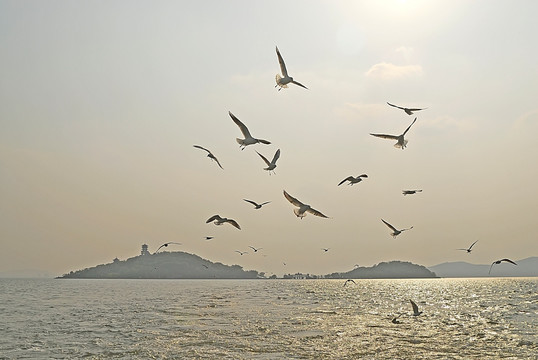 夕阳下的太湖仙岛和水鸟
