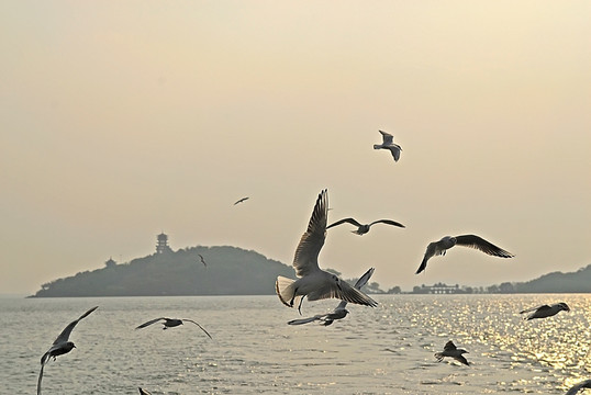 太湖夕阳下的海鸥