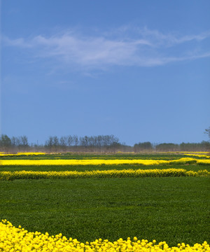 高清油菜花麦田