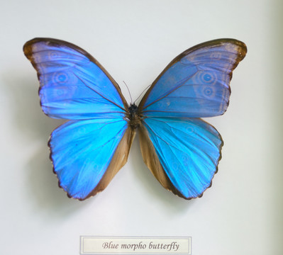 蓝闪蝶标本