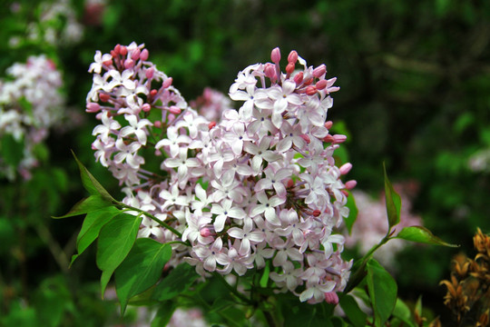 丁香花素材