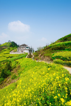 安徽石潭油菜花