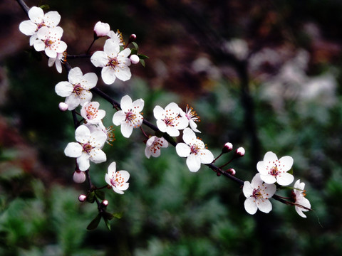 李子花