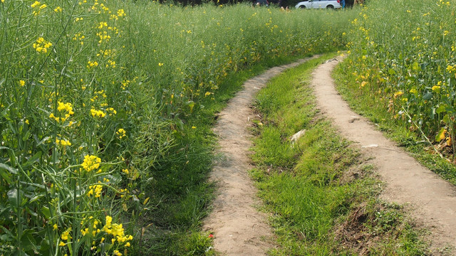 田间小路