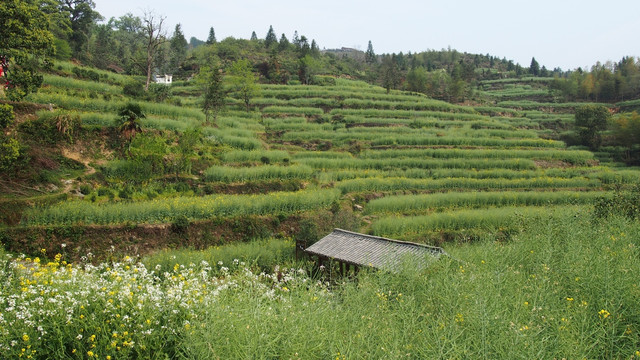 江岭油菜花