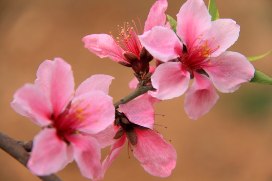 桃花