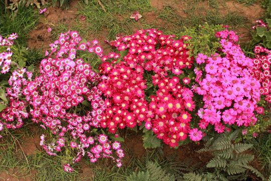 野菊花