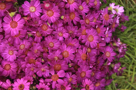 野菊花
