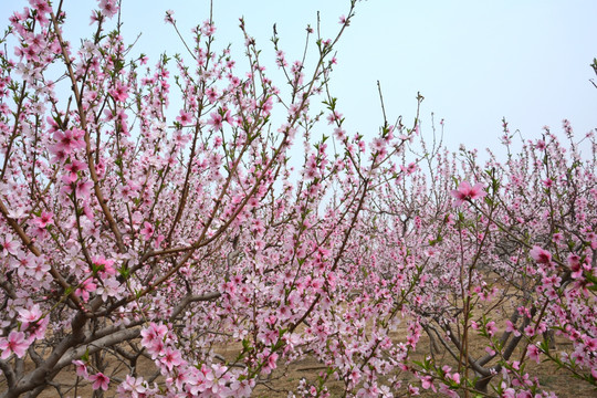 桃花朵朵开