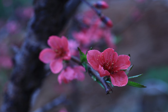 桃花