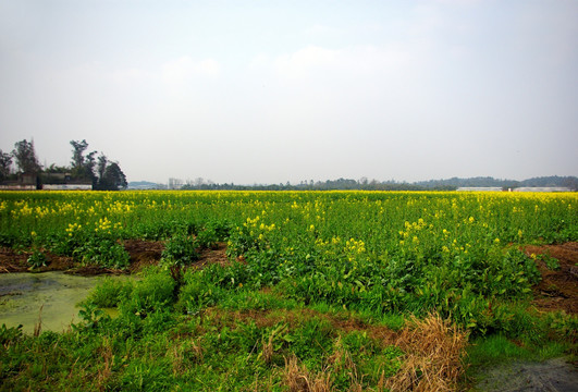 油菜花田