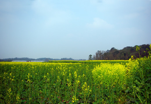 油菜花田