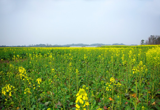 油菜花田