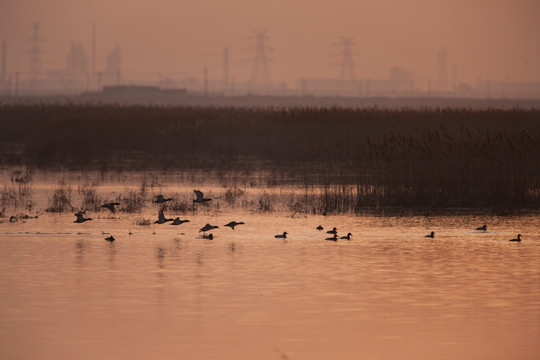 湿地日出 剪影 暖调 候鸟