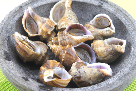 石锅海螺