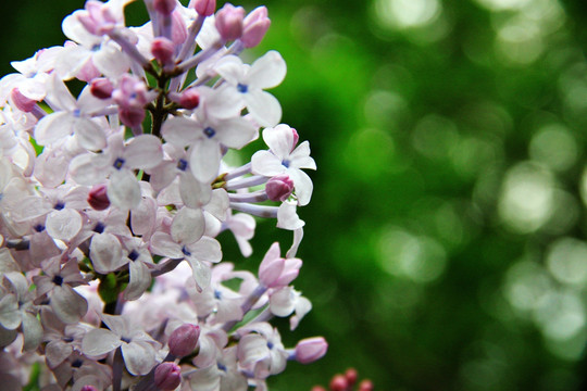 紫丁香花