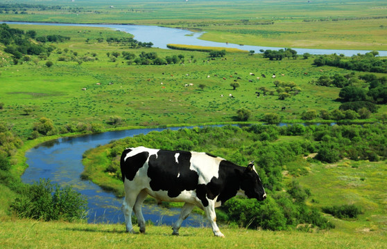 湿地牧场的牛