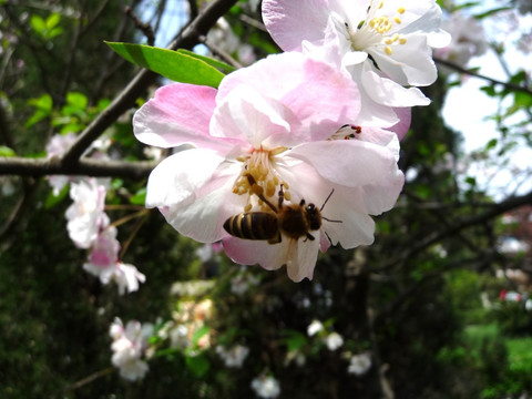 蜜蜂菜海棠花
