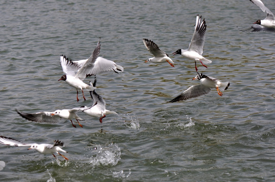 银川燕鸽湖海鸥