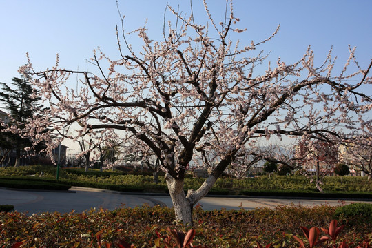 春季鲜花绽放