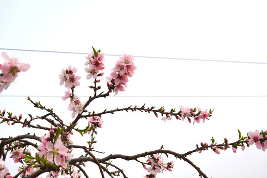 桃花枝