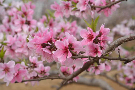 桃花枝