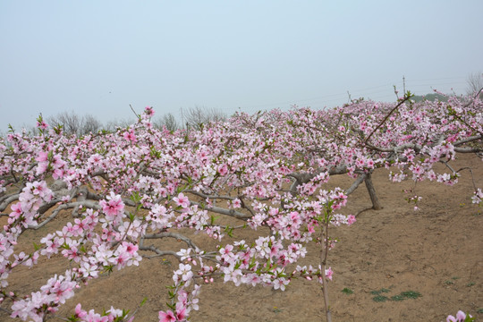 桃花林