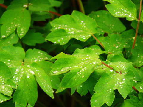 绿叶和雨滴