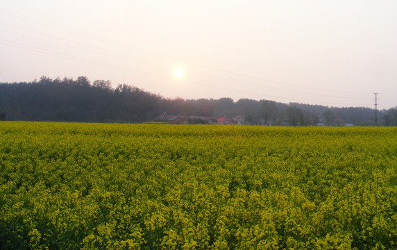 夕阳下  那片开满油菜花的