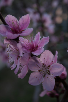 桃花枝条