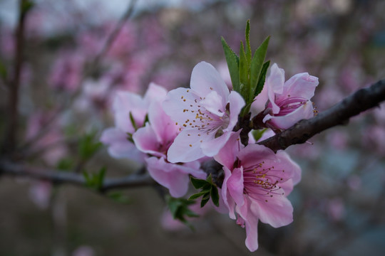 粉红色的桃花