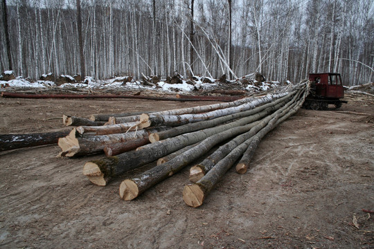 冬运木材
