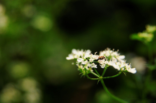 香菜花