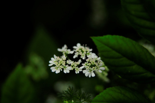 香菜