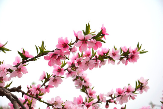 一枝花