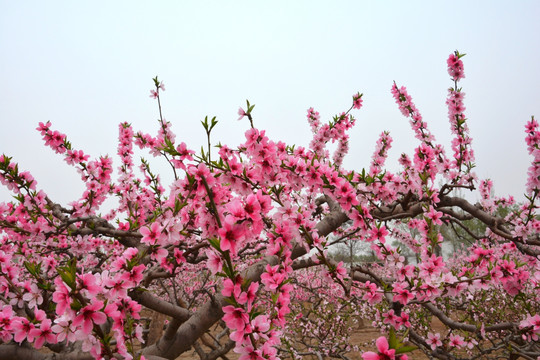 苹果园