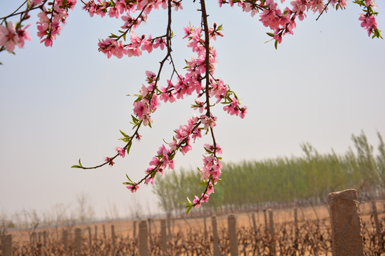 一枝花