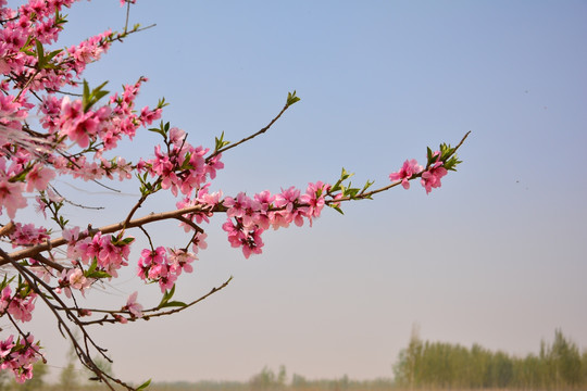 桃花枝