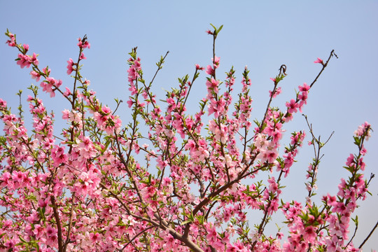 桃花运