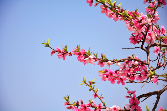 桃花枝